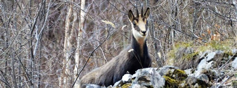 Wildtier-Tour in den Verfluchten Bergen